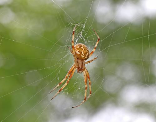 Neoscona byzanthina